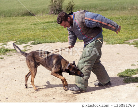 training of belgian shepherd training of belgian shepherd 126081769