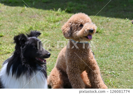 Toy Poodle Sheltie Toy Poodle Sheltie 126081774