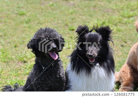 Toy Poodle Sheltie 126081775