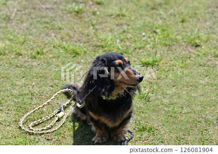 Cute Dachshund (Kaninchen Dachshund) Cute Dachshund (Kaninchen Dachshund) 126081904
