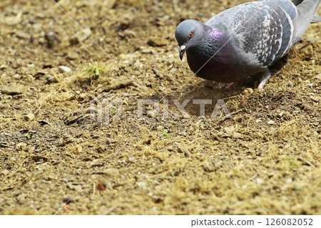 pigeon pigeon 126082052