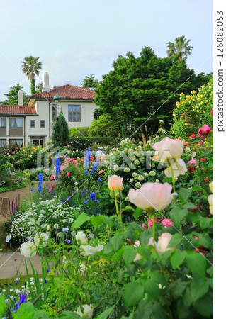 A hill park with a view of the port in full bloom 126082053