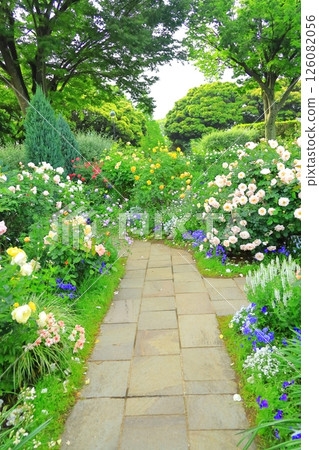 A hill park with a view of the port in full bloom 126082056