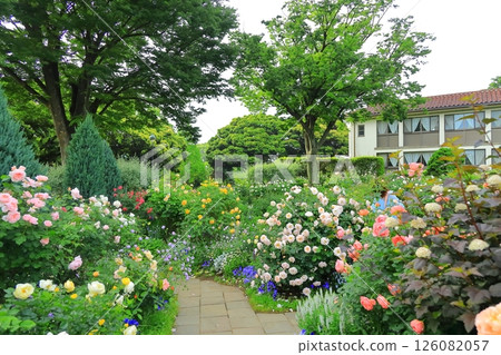 A hill park with a view of the port in full bloom 126082057