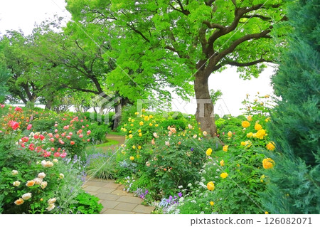 一個小山公園，可以看到盛開的港口 126082071