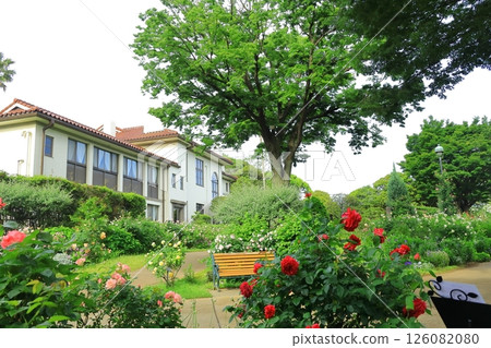 A hill park with a view of the port in full bloom 126082080