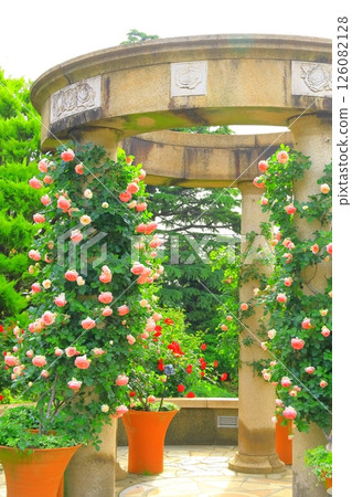 一個小山公園，可以看到盛開的港口 126082128