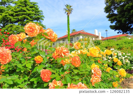 A hill park with a view of the port in full bloom 126082135