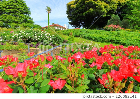 A hill park with a view of the port in full bloom 126082141