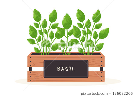 basil sprouts in wooden box flat vector illustration isolated on white background with fresh herbs. basil sprouts in wooden box flat vector illustration isolated on white background with fresh herbs. 126082206