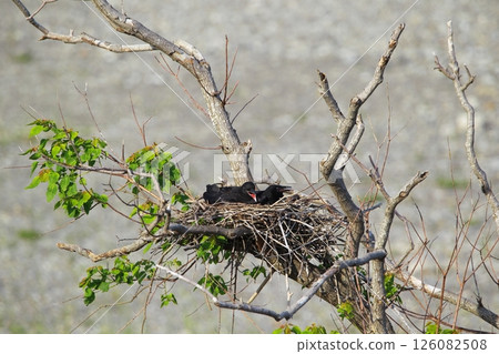 Great cormorant in a Japanese garden 126082508