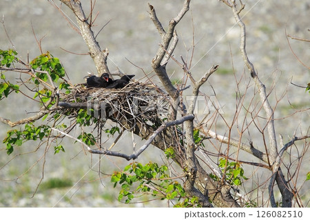 Great cormorant in a Japanese garden 126082510