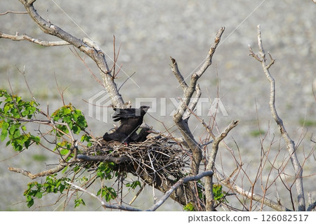 Great cormorant in a Japanese garden 126082517
