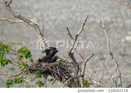 日本花園裡的大鸕鶿 126082519