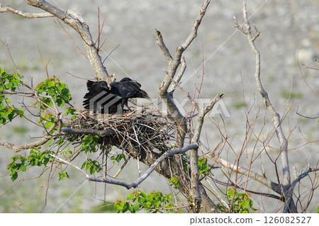 Great cormorant in a Japanese garden Great cormorant in a Japanese garden 126082527