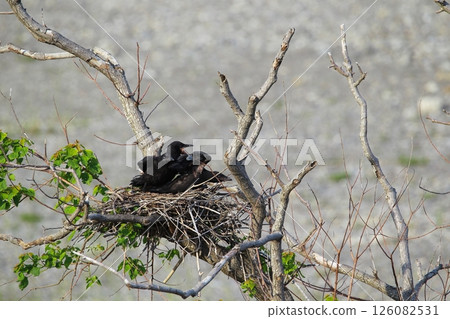 Great cormorant in a Japanese garden Great cormorant in a Japanese garden 126082531