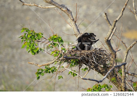 Great cormorant in a Japanese garden Great cormorant in a Japanese garden 126082544