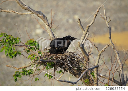 Great cormorant in a Japanese garden 126082554
