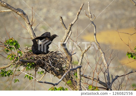 Great cormorant in a Japanese garden Great cormorant in a Japanese garden 126082556