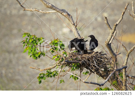 Great cormorant in a Japanese garden Great cormorant in a Japanese garden 126082625