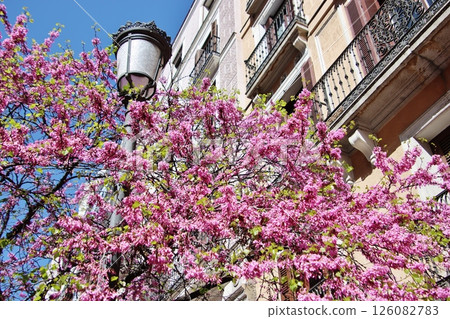 馬約爾街紫荊花 (馬德里) 126082783