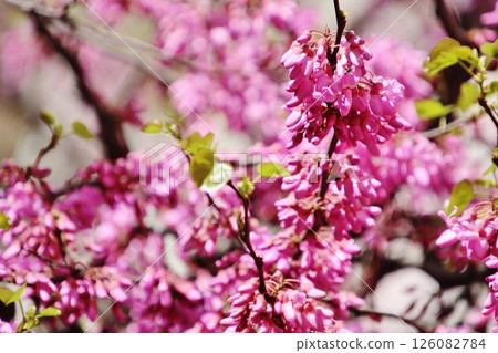 Redbud on Calle Mayor (Madrid) 126082784