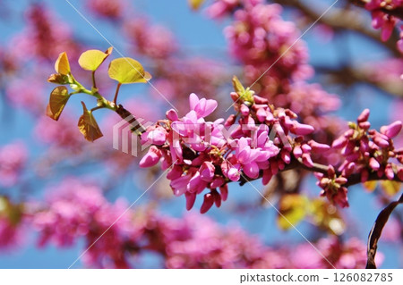 Redbud on Calle Mayor (Madrid) 126082785