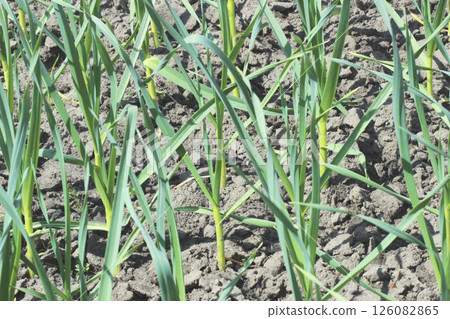 Garlic plantation Garlic plantation 126082865
