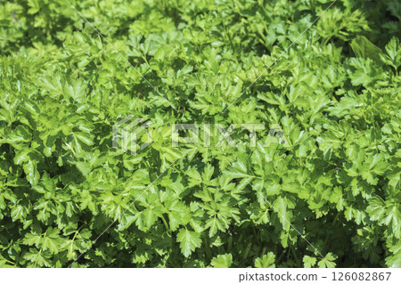 Parsley in the garden Parsley in the garden 126082867