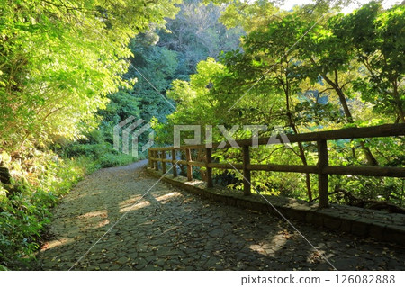 Kanagawa Prefecture, Yokosuka City, Kurihama Flower World 126082888
