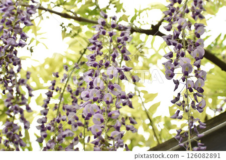 新鮮的綠色紫藤花 126082891