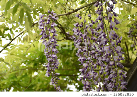 Fresh green wisteria flowers Fresh green wisteria flowers 126082930