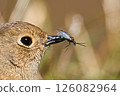 Daurian redstart eating insects 126082964