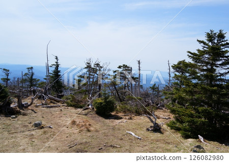standing dead tree standing dead tree 126082980