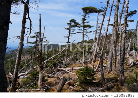 standing dead tree standing dead tree 126082982