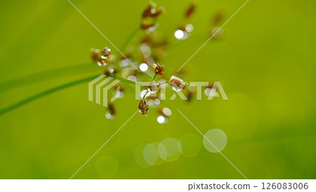 Close-up of water drops on green grass. Water drops sparkling in light. Nature background with green bokeh. Close-up of water drops on green grass. Water drops sparkling in light. Nature background with green bokeh. 126083006