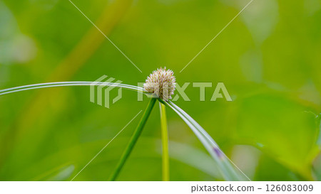 Bokeh, flowers and echinops in meadow at countryside, environment and landscape in Thailand. Bokeh, flowers and echinops in meadow at countryside, environment and landscape in Thailand. 126083009