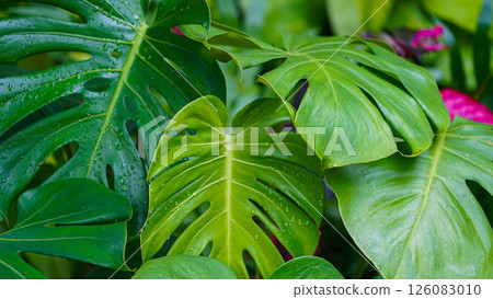Tropical beautiful green background of big Monstera leaves. Tropical beautiful green background of big Monstera leaves. 126083010