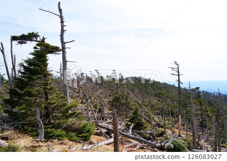 standing dead tree standing dead tree 126083027