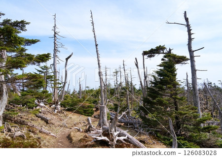 站立枯樹 站立枯樹 126083028