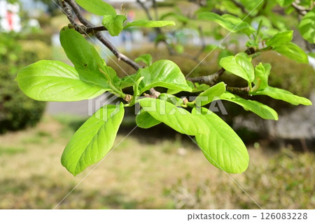 Fresh green leaves of the white magnolia (Magnoliaceae) 126083228