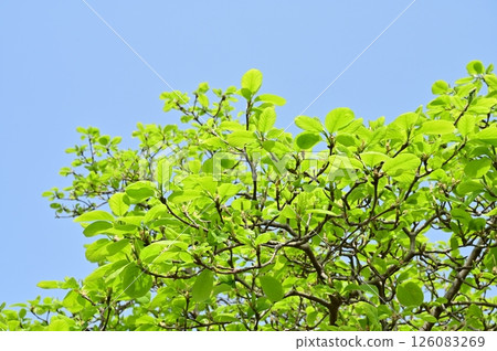 Fresh green leaves of the white magnolia (Magnoliaceae) 126083269