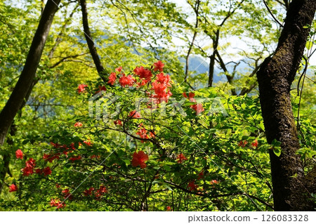 山澤杜鵑花 126083328