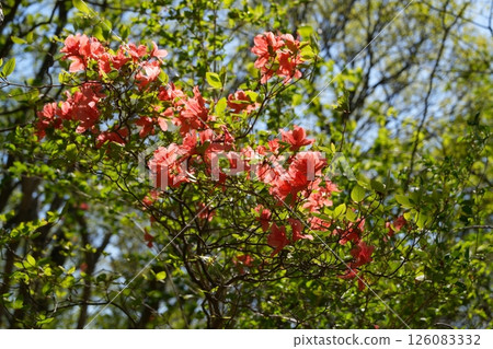 Yamazawa azalea flower Yamazawa azalea flower 126083332