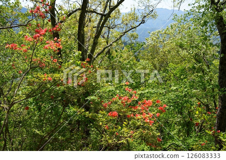 Yamazawa azalea flower Yamazawa azalea flower 126083333