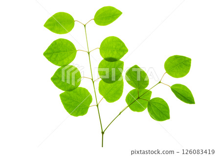 Katsura fresh green leaves on white background 126083419