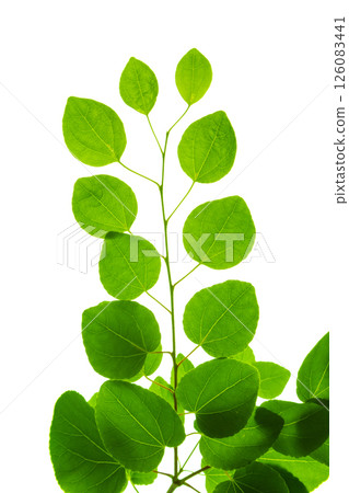 Katsura fresh green leaves on white background 126083441