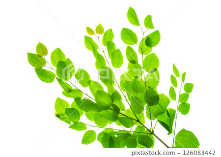 Katsura fresh green leaves on white background 126083442