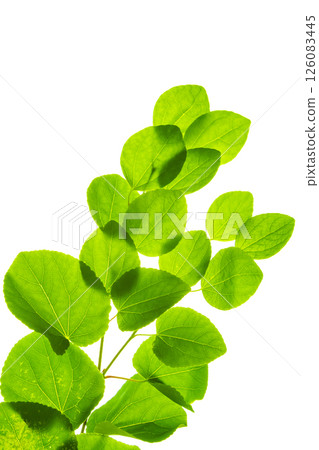 Katsura fresh green leaves on white background 126083445