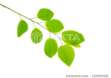 Katsura fresh green leaves on white background 126083468
